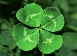 (“Is There a Difference between a Shamrock and a Four-Leaf Clover?”)