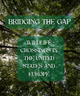 Bridging the Gap: Wildlife Crossings in the United States and Europe